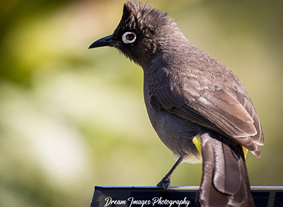 Bird 4